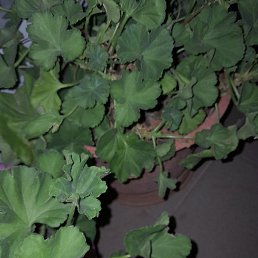 Alban33, ������, 36 ���