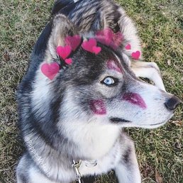 ������, ��������, 25 ���