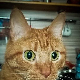 S, ������, 48 ���