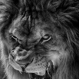 ����� ������� ������ �������, ������, 26 ���