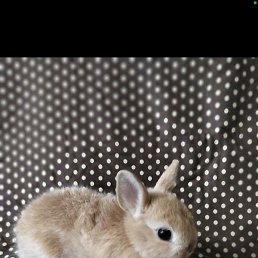 ��������, ������, 32 ����