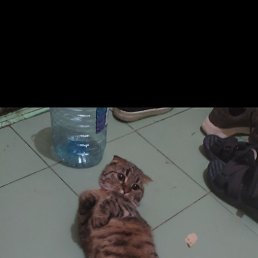 Nurlan, ����, 26 ���