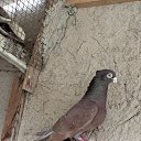 ���� ��������, �����, 36 ��� - ��������� 19 ������ 2023