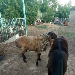 ������, ������, 56 ���