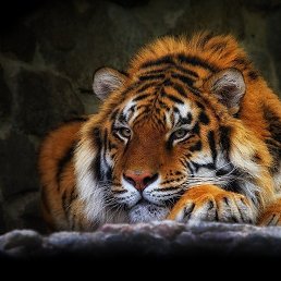 �����, ������, 58 ���