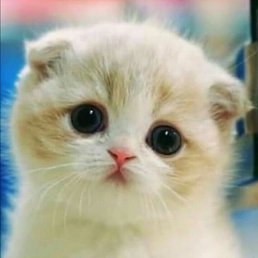 ������, ������, 49 ���