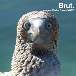 Zuza, �������, 25 ���