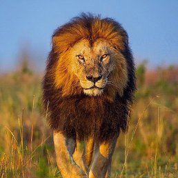 ������, �����������, 34 ����