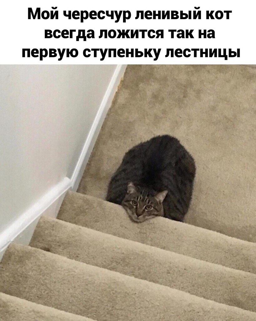 Толстый и ленивый) | Нечто большее | Фотострана | Пост №2596963367