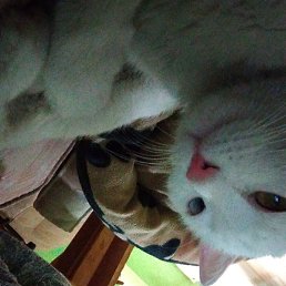 Mert, ������, 35 ���