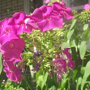  Alex, -, 41  -  24  2023    