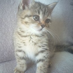 �����, �������, 44 ����