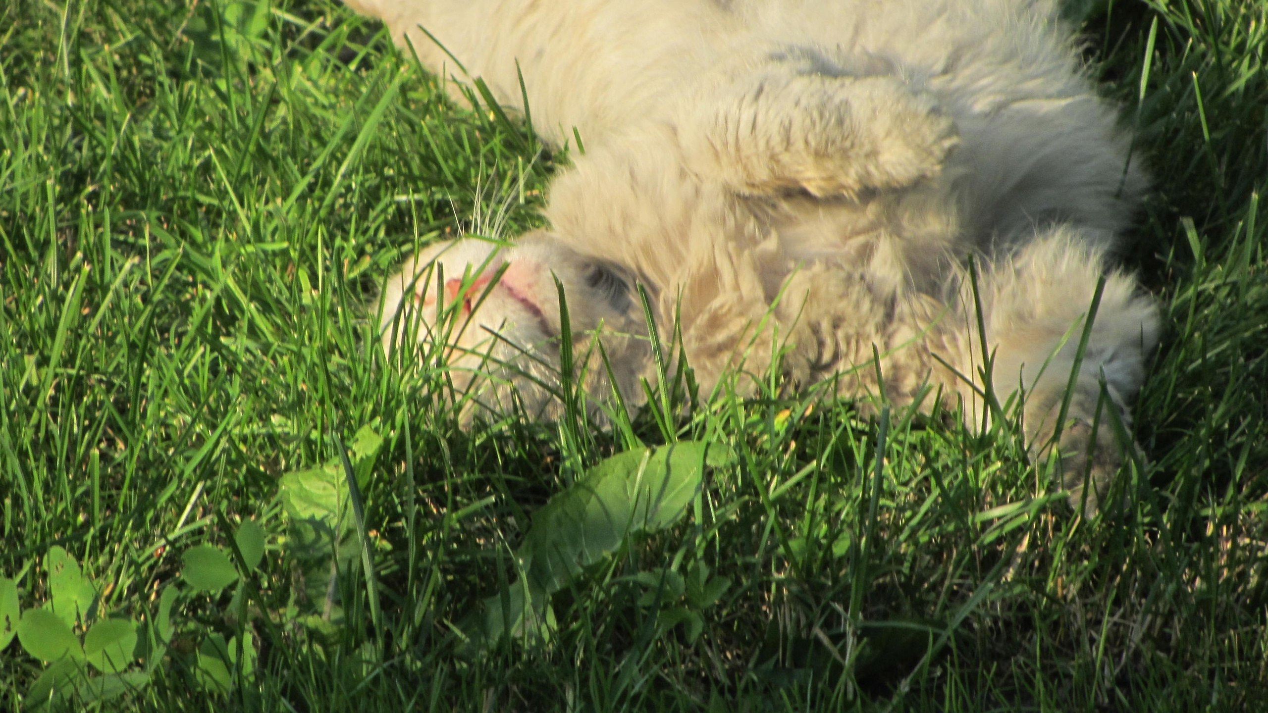 ���, ������