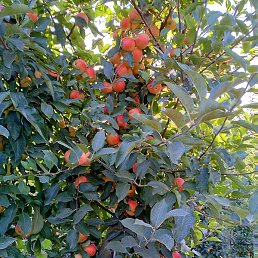 �����, ������, 42 ����