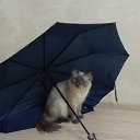 ���� �������, �����, 52 ���� - ��������� 9 ���� 2023