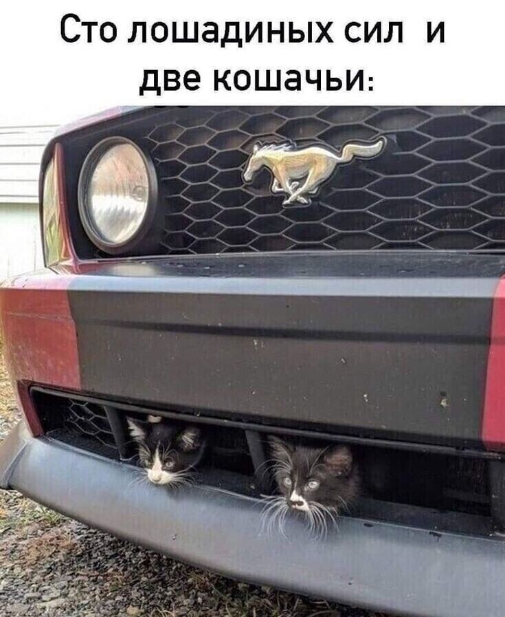 >^..^<