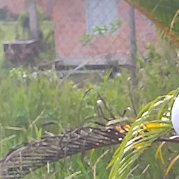 Saya, ����, 37 ���