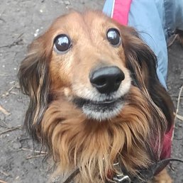 �������, ������, 61 ���