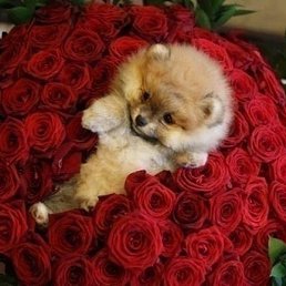 ������, ������������, 20 ���