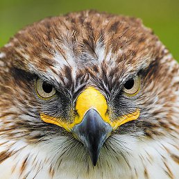 ����, �������, 61 ���