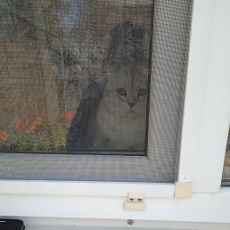 ������, �����-���������, 42 ����