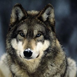 ������ ������������, �����, 32 ����