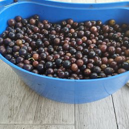 , , 83 