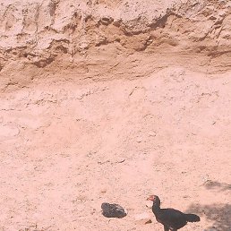 Giyosbek, �����, 32 ����