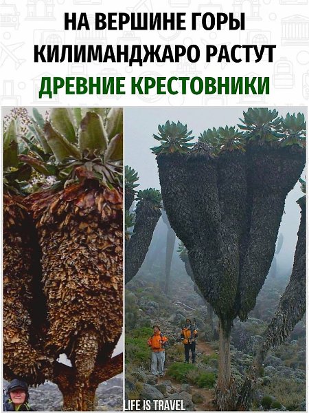 Им миллионы лет.На вершинах гор климатические условия не сильно изменяются, поэтому там могут ...