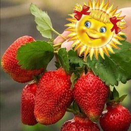 ����, ������, 40 ���