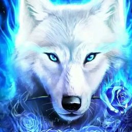 Vronique, �����������, 26 ���