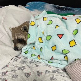 �����, ������������, 23 ����