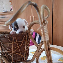 ����, ���, 41 ���