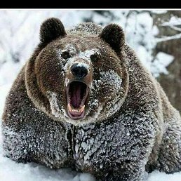 �����, ������, 39 ���