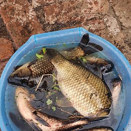 ������, ������, 43 ����