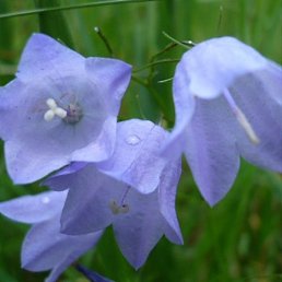 ���������, ������, 41 ���