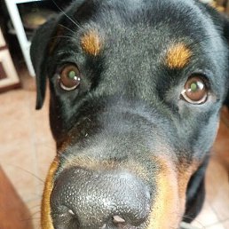 ������, ������� �����, 61 ���