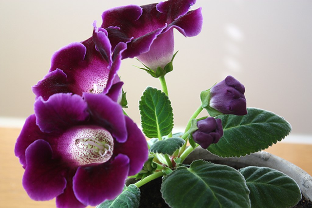 Комнатное растение Глоксиния (Gloxinia) | ПРИВЕТСТВИЯ и ПОЖЕЛАНИЯ ...