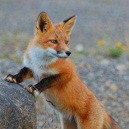 �������, ������, 35 ���