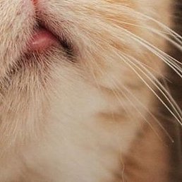 �����, ������, 66 ���