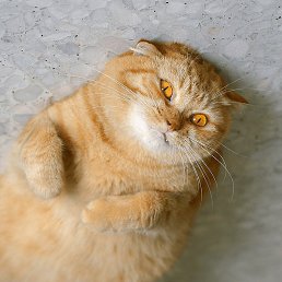 �����, �������, 51 ���