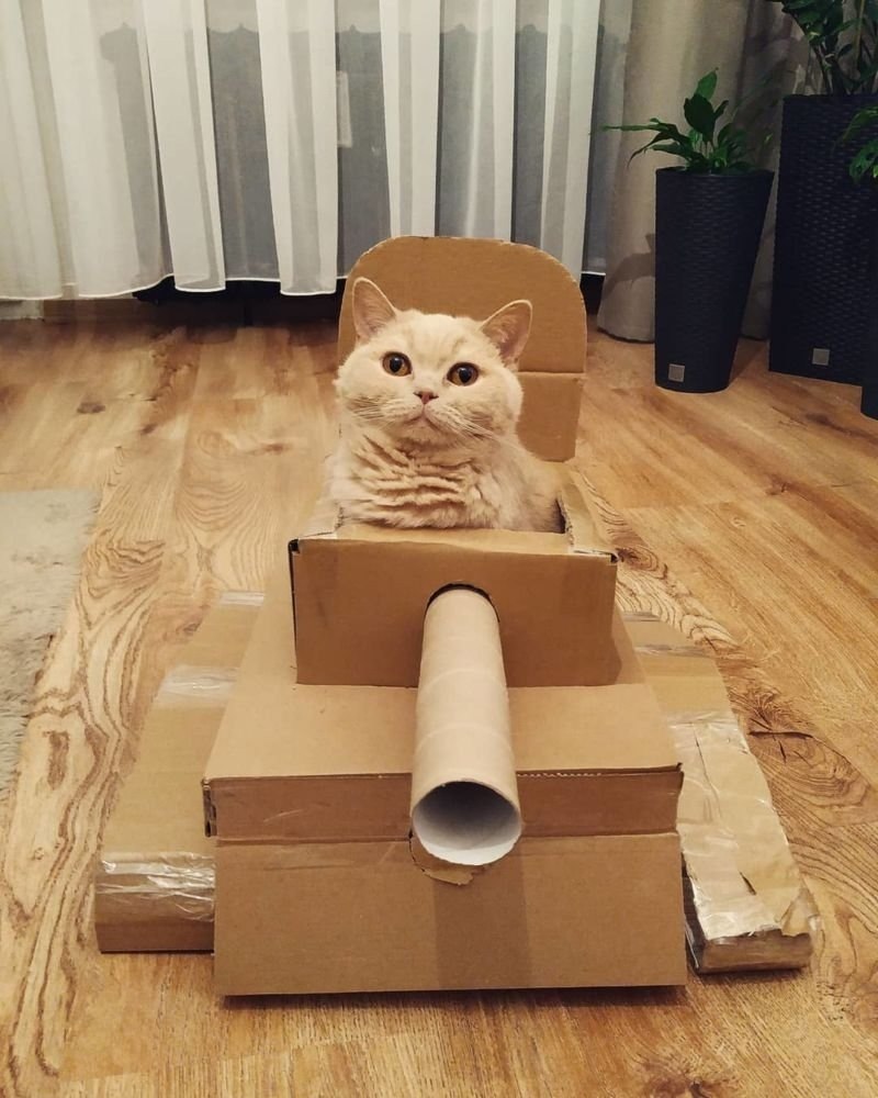 Tanks of cats - 4