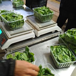 �����, ������, 41 ���