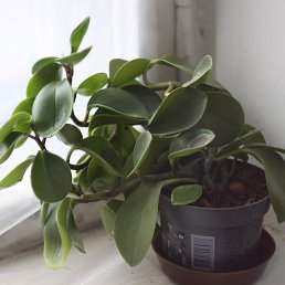 ���� ���������, ���������, 33 ���� - ��������� 4 ���� 2023