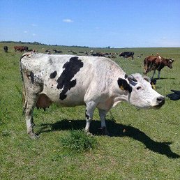 ���, ���������, 42 ����