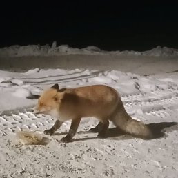 ���, ������, 58 ���