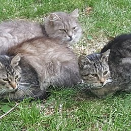 Bronze, ������, 35 ���