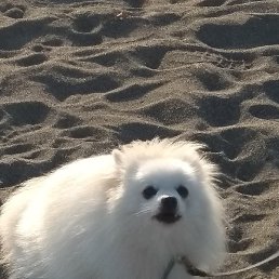 Singeliya1984, ����, 41 ���