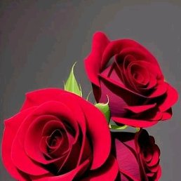 Yasmine, �������, 26 ���