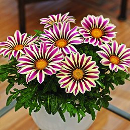 ������, ������, 39 ���